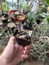 Image result for Oeceoclades