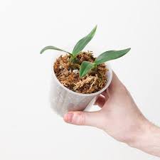 Image result for Bulbophyllum burttii