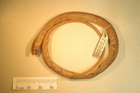 Image result for Beige Ceylog 1983 UMM