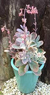 A Pot Of Kalanchoe Fedtschenkoi Variegata Winter Colours Succulents Flowering Succulents Planting Succulents