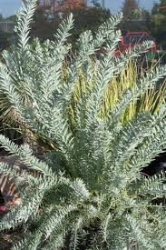 Image result for Acacia davyi