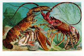 Lobster Fight Animals Marine Animals Ocean Monsters