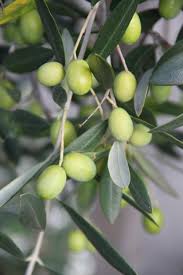 Image result for Olea