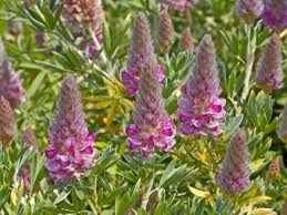 Pokok kelat paya merupakan pokok renek dan tumbuh menegak dengan dahan yang banyak kebanyakannya berfungsi sebagai tanaman untuk hiasan dan juga sebagai 'tanaman pagar'. Cretan Ebony Semak Kebun Yang Sangat Berharga Berkebun Hidup