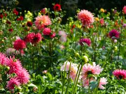 How much braces cost and how to save. Bulk Cut Flower Orders For Local Weddings Parties Events Dahlia Barn