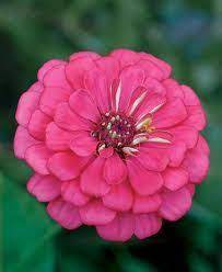 Pin On Flowers
