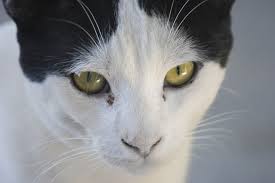 Kediler Icin Goz Damlasi Kedi Hayvanlari Blog