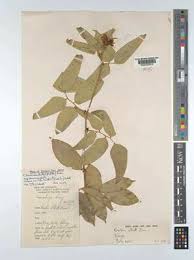 Image result for Craibia