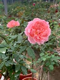 Escalope of salmon showered with sesame seeds segues into a remarkably bracing lobster in caviar vinaigrette with lentils, tabbouleh, and. Anne Sophie Pic Rose Planting Roses Plant Breeding Rose Trees