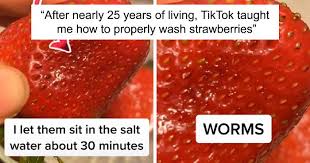 How do you extract dna from strawberries? Apparently If You Put Strawberries Into Salt Water Tiny Bugs Come Out Of Them Bored Panda