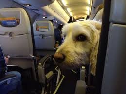 I Has A Hotdog Airplane Funny Dog Pictures Dog Memes Puppy Pictures Pictures Of Dogs Dog Pictures Funny Pictures Of Dogs Dog Memes Puppy Pictures Doge Cheezburger