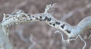 Check spelling or type a new query. My Harry Lauder S Walking Stick Is Dying Mike S Backyard Nursery