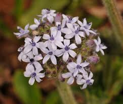 Image result for Pentanisia prunelloides