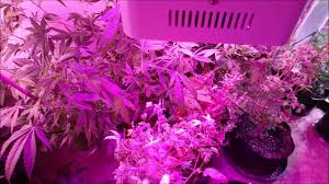 Advanced platinum series p150 150w band led grow light King Plus 1000w Led Grow Light Double Chips Full Spectrum Review Youtube
