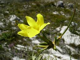 Image result for Burttia