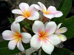 The Rare Defel Plumeria Plumeria Flowers Most Beautiful Flowers Beautiful Flowers