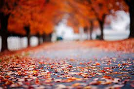 Overhang Beauties Background Pictures Dslr Background Images Photo Background Images Hd