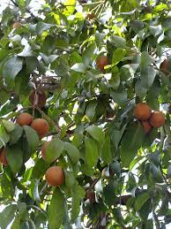 Sapota tree is rapidly growing tree, with have wind and drought resistant, and suitable for dry arid regions receiving scanty rains. Sapodilla Fruit Tree Manilkara Zapota Urban Tropicals