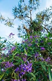 Image result for Hardenbergia comptoniana
