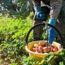 What is a prickly pear cactus? Picker Get Answers For One Clue Crossword Now