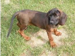 Image result for bavorský barvář