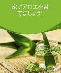 家でアロエを育てましょう みんな健康 アロエ 園芸学 ヘルシーライフ