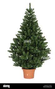 Small Real Christmas Tree Real Christmas Tree High Resolution Stock Photography And Images Alamy