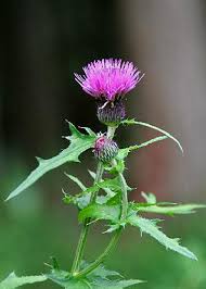 ノアザミ 野 薊 花々のよもやま話