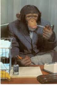 Check spelling or type a new query. 43 Chimpanzees In Clothes Ideas Chimpanzee Chimp Monkeys Funny