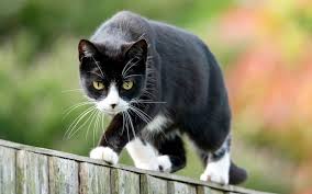 The cats can't position themselves comfortably nor get a good rake at the ground to disturb your plants. As A Cat Lover Here Are My 8 Tips For Keeping Them Out Of Your Way And Garden