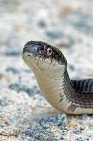 Black Rat Snake Black Rat Rat Snake Snake