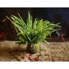 Image result for ledviník