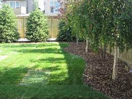 Weeping Birch In A Row Backyard Trees Landscaping Backyard Trees Privacy Landscaping