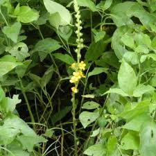 Image result for Alectra vogelii