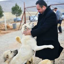 Hayvandostukent Elbistan 2020 Hayvan Barinagi Hayvan Hayvanlar