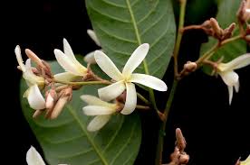 Image result for Dipterocarpaceae