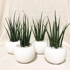 Tiny Plants Sansevieria Snake Plant Cute Pots For Plants Plant Family Plant Gang Living Room Decor Ideas Home Decor Small Plants Mini Plants Baby Plants Baby Pl