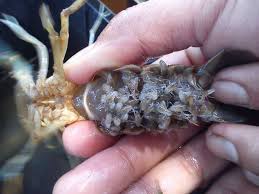 Maybe you would like to learn more about one of these? Ternakan Lobster Air Tawar Di Rumah Mampu Jana Pendapatan M Niaga