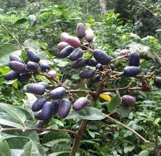 Image result for Canarium