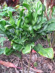 Image result for Tinnea coerulea