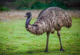 To get the skinny on these gangly avians, we talked to eric slovak, assistant curator of birds for smithsonian's national zoo in washington, d.c. Emu The Australian Museum