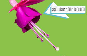 İlk haftanın ders notları ve 62 farklı süs bitkisi fotoğrafları: Salon Sus Bitkilerinden Hangileri Cicek Acmaktadir