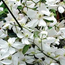 Clematis are easy to grow climbers, attractive for their fragrance and evergreen foliage. Clematis Armandii Snowdrift Clearview Horticultural Products