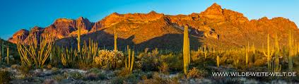 These campgrounds are known as the twin peaks campground and the alamo campground. Organ Pipe National Monument Saguaros Organ Pipe Cacti Www Wilde Weite Welt De