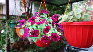 Hanging baskets is an attractive and practical. Grow Petunia From Seed In Hanging Basket Hindi Urdu Youtube