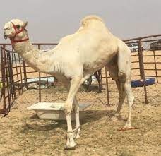 البكرة بنت ولد الحنيش في رصيده سيارتين و البعير منتج… • подпишитесь на него/нее, что просмотреть 81.3 тыс. Ø¬Ø§Ø¨Ø±Ù†Ø§ØµØ±Ø§Ù„Ù‡Ø§Ø¬Ø±ÙŠ Twitterren Ø§Ù„ÙØ§Ø±Ø³ Ø¨Ø¹ÙŠØ± Ø­Ù…Ø¯ Ø§Ù„Ø³Ø§Ø¹ÙŠ Ø§Ù„Ù…Ø±ÙŠ ÙˆÙ„Ø¯ Ø§Ù„ÙØ§Ø±Ø³ Ø§Ù„Ù‡Ø±Ø´ Ø¨Ø¹ÙŠØ± Ø§Ù„Ø§Ù…ÙŠØ± Ø³Ù„Ø·Ø§Ù† Ø¨Ù† Ù…Ø­Ù…Ø¯ Ù…Ù†ØªØ¬ ÙˆØ¨Ù†Ø§ØªÙ‡ Ù†Ø¯Ø§ Ø¹Ù†Ø¯ Ø¨Ø§Ù„Ø¹ÙˆØ¯ Ø§Ù„Ø¹Ø§Ù…Ø±ÙŠ Ø³Ø§Ø¨Ù‚Ù‡ ÙˆØºØ§ÙŠÙ‡ Ø¹Ù†Ø¯ Ø³Ø§Ù„Ù… Ø¨Ù† ÙˆØ­ÙŠØ± Ø³Ø§Ø¨Ù‚ ÙÙ‰ Ø§Ù„Ø·Ø§ÙŠÙ ÙˆØ³Ø§Ø¨Ù‚Ù‡ ÙÙ‰