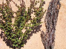 Image result for Myrothamnus flabellifolius