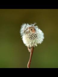 Love This Little Guy Mouse Harvestmouse Haevest Mouses Maus Zwergmaus Spitzmaus Dandelion Tiere Susseste Haustiere Ausgestopftes Tier