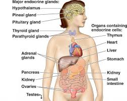 Endocrine Gland Diagram Labeled Wiring Diagrams