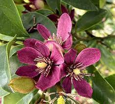 Stellar Ruby Magnolia In 2020 Southern Living Plants Plants Day Lilies